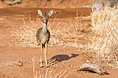 Kirks dik-dik, a small antelope, in the Samburu National Reserve in Kenya.