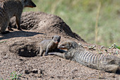 Banded mongoose (Mungos mungo) with a baby at their den in the grassland of the Masai Mara National Reserve in Kenya.