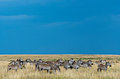 Plains zebras (Equus quagga, formerly Equus burchellii) also known as the common zebra or Burchell's zebra walking through the grassland under dark rain clouds in the Masai Mara National Reserve in Kenya during their annual migration.