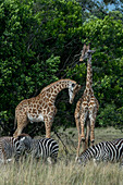 Masai giraffes (Giraffa camelopardalis tippelskirchi) and Plains zebras (Equus quagga, formerly Equus burchellii) also known as the common zebra or Burchell's zebra in the Masai Mara National Reserve in Kenya.