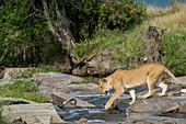 A lioness (Panthera leo) is crossing a small creek (trying not to get wet) in the Masai Mara National Reserve in Kenya.