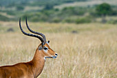 Close-up of a male Impala (Aepyceros melampus) in the grassland of the Masai Mara National Reserve in Kenya.