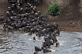 Wildebeests, also called gnus or wildebai, crossing the Mara River in the Masai Mara National Reserve in Kenya during their annual migration.