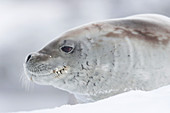 CRABEATER SEAL; LOBODON CARCINOPHAGUS; ANTARCTICA;