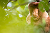 Proboscis Monkey Portrait
