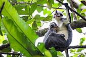Thomas's langur (Presbytis thomasi), or leaf monkey, mother breastfeeding her infant in Bukit Lawang, Indonesia.
