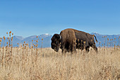 American Bison (Bison bison) adult male walking in grassland at foot of mountain, National Bison Range, Montana, USA, October