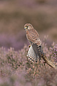 Turmfalke (Falco tinnunculus) unreif, sitzt auf Baumstumpf in der Heide, Suffolk, England, September, kontrolliertes Subjekt