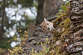 Erwachsener Eurasischer Luchs (Lynx lynx), Felsen betrachtend, kontrolliertes Subjekt
