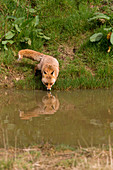 Red Fox (Vulpes vulpes) adult female standing at waters edge, drinking, with reflection, Devon, England, UK, April, captive