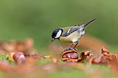 Great Tit (Parus major) adult perched on a conker, Suffolk, England, UK, September