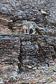 Erwachsener Schneeleopard (Panthera uncia), auf Felswand stehend, kontrolliertes Subjekt