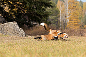 Rotfuchs (Vulpes vulpes), zwei Erwachsene kämpfen am Waldrand, Montana, USA, Oktober, kontrolliertes Subjekt
