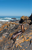 Cape cobra Naja nivea in threat display, Atlantic ocean shore, Western Cape Province, South Africa