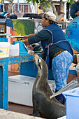 Galápagos-Seelöwe (Zalophus wollebaeki), Fischmarkt Puerto Ayora, Insel Santa Cruz, Galapagos-Inseln, Ecuador