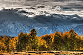 Grand Teton Mountains with Autumn (Fall) colour\nGrand Tetons National Park\nWyoming. USA\nLA006613