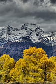 Grand-Teton-Gebirge mit Herbstfärbung, Grand-Teton-Nationalpark, Wyoming, USA LA006685