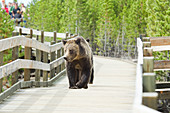 Grizzly (Brown) Bear - walking along boardwalk Ursus Arctos horribilis Yellowstone National Park Wyoming. USA MA002608
