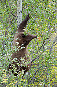 Amerikanischer Schwarzbär (Ursus americanus), klettert auf den Buam um sich im Herbst von Beeren zu ernähren, Grand-Teton-Nationalpark, Wyoming, USA MA002631