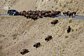Amerikanischer Bison (Bison bison), verursacht Stau auf der Straße, Yellowstone-Nationalpark, Wyoming, USA MA002757
