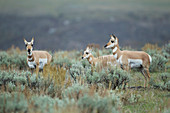 Gabelbock (Antilocapra americana), auch Gabelantilope, Weibchen und Kalb im Salbeibusch, Yellowstone-Nationalpark, Wyoming, USA MA002850
