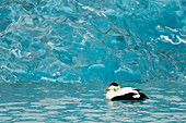 Common Eider - with blue iceberg\nSomateria mollissima\nJokulsarlon Lagoon\nIceland\nBI028379\n