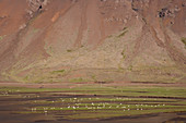 Singschwan (Cygnus cygnus), Vögel im Fjord, Island BI026546