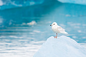 Glaucous Gull - immature bird on blue iceberg\nLarus hyperboreus\nJokulsarlon Lagoon\nIceland\nBI028806\n