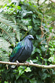 Nicobar Pigeon Caloenas nicobarica Captive BI024730