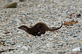 Otter running across beach towards the sea Lutra lutra Shetland, UK MA002386