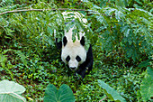 Großer Panda (Ailuropoda melanoleuca), Bifengia Zuchtstation von bedrohte Art Großr Panda, Provinz Sichuan, China MA003079