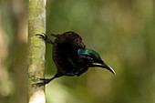 Victoria's Riflebird - adult male in breeding plumage Ptiloris victoriae Atherton Tablelands Queensland, Australia BI029316 