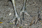 Helmkasuar (Casuarius casuarius), Füße, Atherton Tablelands, Queensland, Australien BI029738