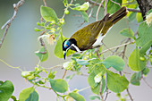 Blauohr-Honigfresser (Entomyzon cyanotis albipennis) ernährt sich von blühenden Bäumen, Kakadu-Nationalpark Nordterritorium, Australien BI030423