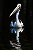 Australischer Pelikan (Pelecanus obscicillatus), Cairns, Queensland, Australien BI030949