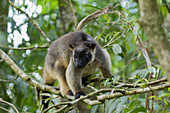 Lumholtz Tree Kangaroo Dendrolagus lumholtzi Atherton Tablelands Queensland, Australia MA003276 