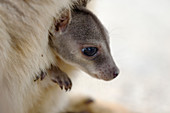 Queensland-Felskänguru (Petrogale inornata), mit Jungtier im Beutel, Mareeba-Rennen, Atherton Tablelands, Queensland, Australien MA003253