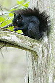 Östliches Grauhörnchen, eigentlich Schwarzhörnchen (Sciurus carolinensis) Ontario, Kanada MA003048