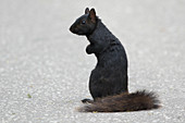 Eastern Grey Squirrel - black form\nSciurus carolinensis\nOntario, Canada\nMA003039\n