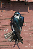 Tree Swallow - at nest box\nTachycineta bicolor\nOntario, Canada\nBI027279\n