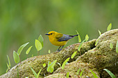 Prothonotary Warbler - female on forest floor\nProtonotaria citrea\nOntario, Canada\nBI027709\n\n