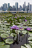 Seerosen und Stadtbild von Singapur TV000424
