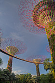 Supertrees, Marina Bay Gardens, Singapur TV000462