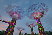 Supertrees, Marina Bay Gardens, Singapur TV000530