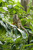 Gewöhnlicher Totenkopfaffe (Saimiri sciureus), Zoo, Singapur MA003497