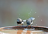 Weißbürzel-Bronzemännchen (Lonchura striata) in Goa, Indien