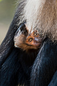 Bartaffe oder Wanderu (Macaca silenus) in Valparai, Tamil Nadu, Indien