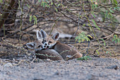 Wüstenfuchs oder Weißfußfuchs (Vulpes vulpes pusilla), Welpe in Kutch, Gujurat, Indien