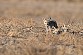 Desert fox or white-footed fox (Vulpes vulpes pusilla) pups in Kutch, Gujurat, India