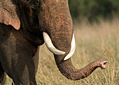 Asiatischer Elefant (Elephas maximus), großer Stoßzahn, Corbett-Nationalpark, Indien